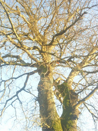 L'arbre.JPG